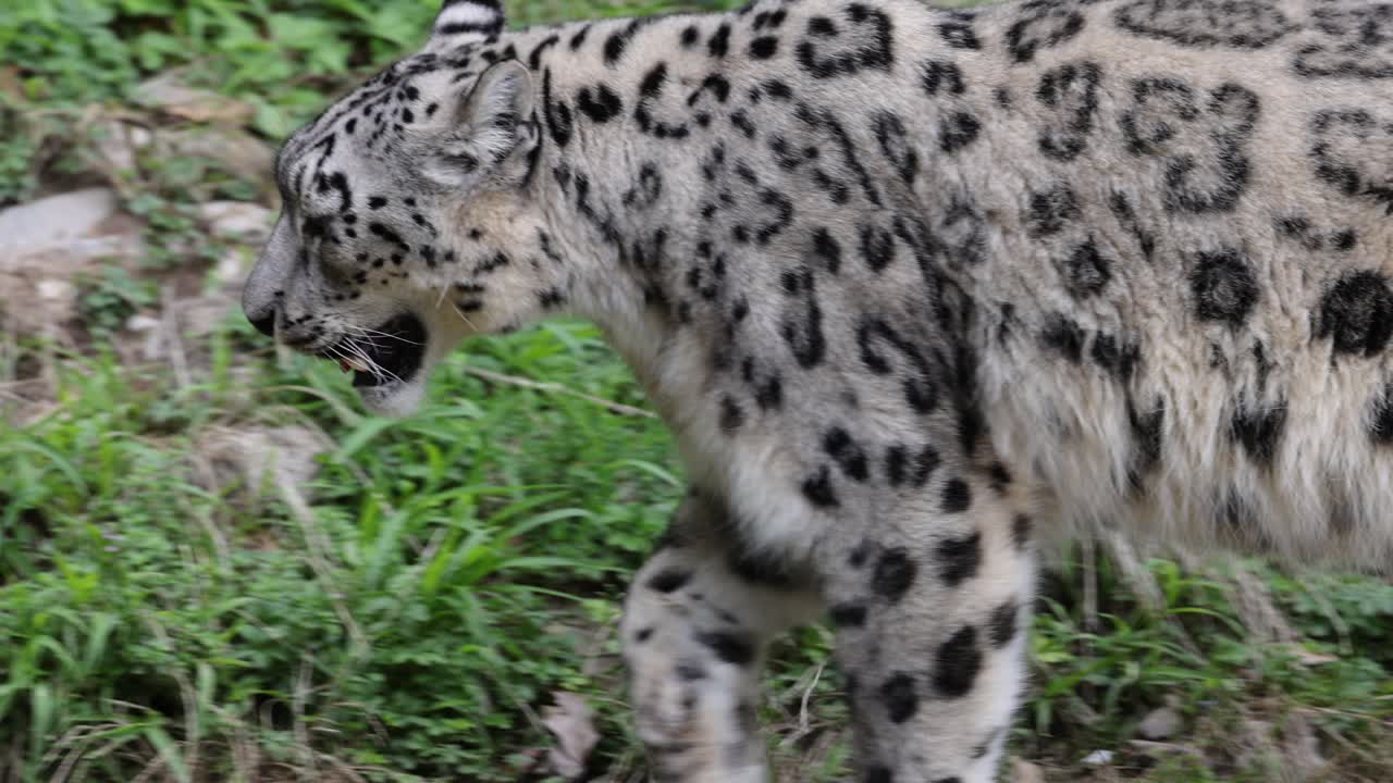 отслеживающий снимок дикого снежного леопарда, идущего в пустыне, показывающего зубы, вблизи