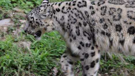 disparo de seguimiento de leopardo de las nieves salvaje caminando en el desierto mostrando dientes, de cerca