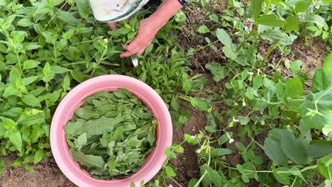 Recogiendo-Verduras-En-El-Pueblo-Rural-Campo-Gente-Local-Granja-En-El-Patio-Trasero-El-Pequeño-Jardín-De-La-Ciudad-Infusión-De-Hierbas-Aromáticas-Orgánicas-Vista-Panorámica-Superior-Paisaje-De-La-Vida-De-Las-Personas-En-La-Temporada-De-Primavera-De-Irán