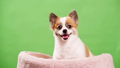 lindo perro posando para video en el estudio con fondo de clave de croma