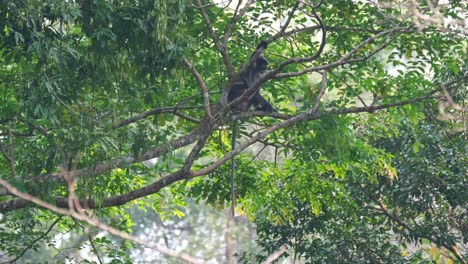 visto rascándose el lado izquierdo con el pie izquierdo y luego mira hacia la izquierda mientras su cola cuelga, langur de phayre, trachypithecus phayrei, tailandia
