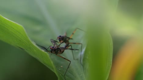 Fruchtfliegen-Paaren-Sich-Auf-Den-Blättern,-Video-Zur-Tiervermehrung