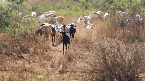 Herd-of-Goat-Livestock-Grazing-in-Kenya,-Africa-Grasslands---Pastoralism