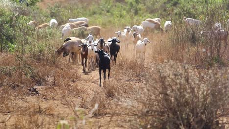 rebaño de ganado caprino pastando en kenia, pastizales de áfrica - pastoreo