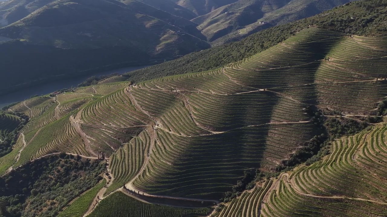Video drone premium dei terrazzamenti di vigneti della Valle del Douro e paesaggio vitivinicolo