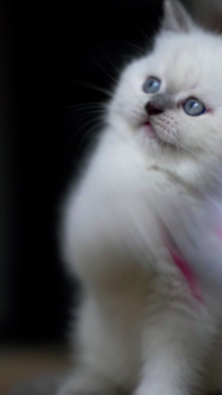 Cat playing with toy. Portrait of small cat playing with toy. Vertical video