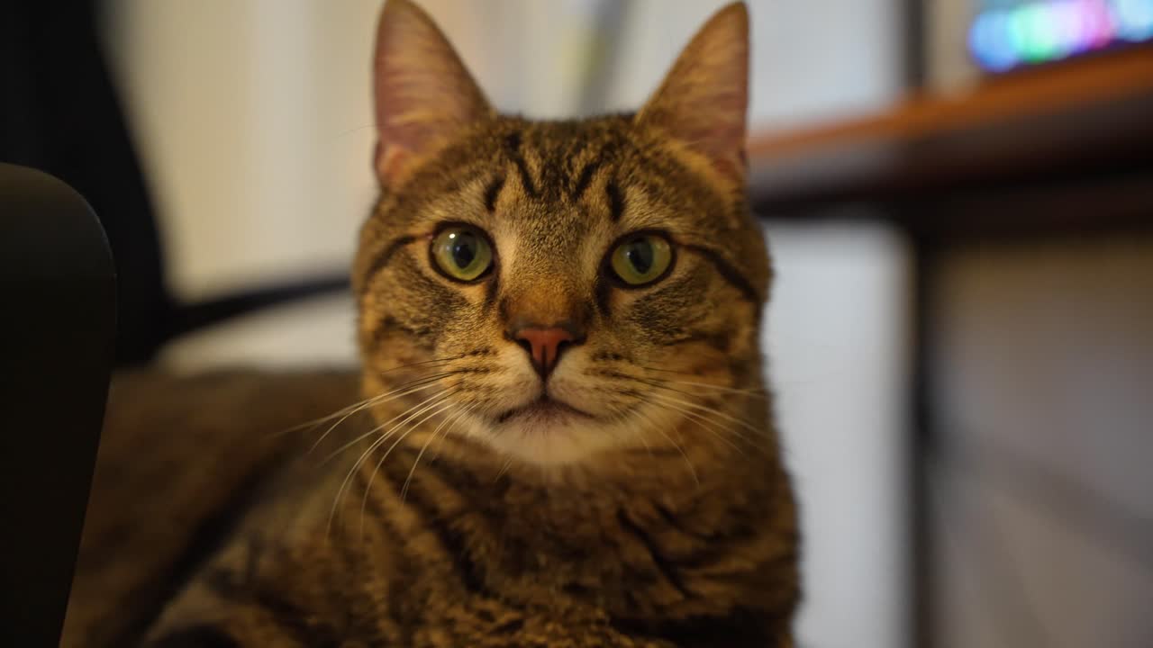Un'inquadratura di un gatto carino e curioso.