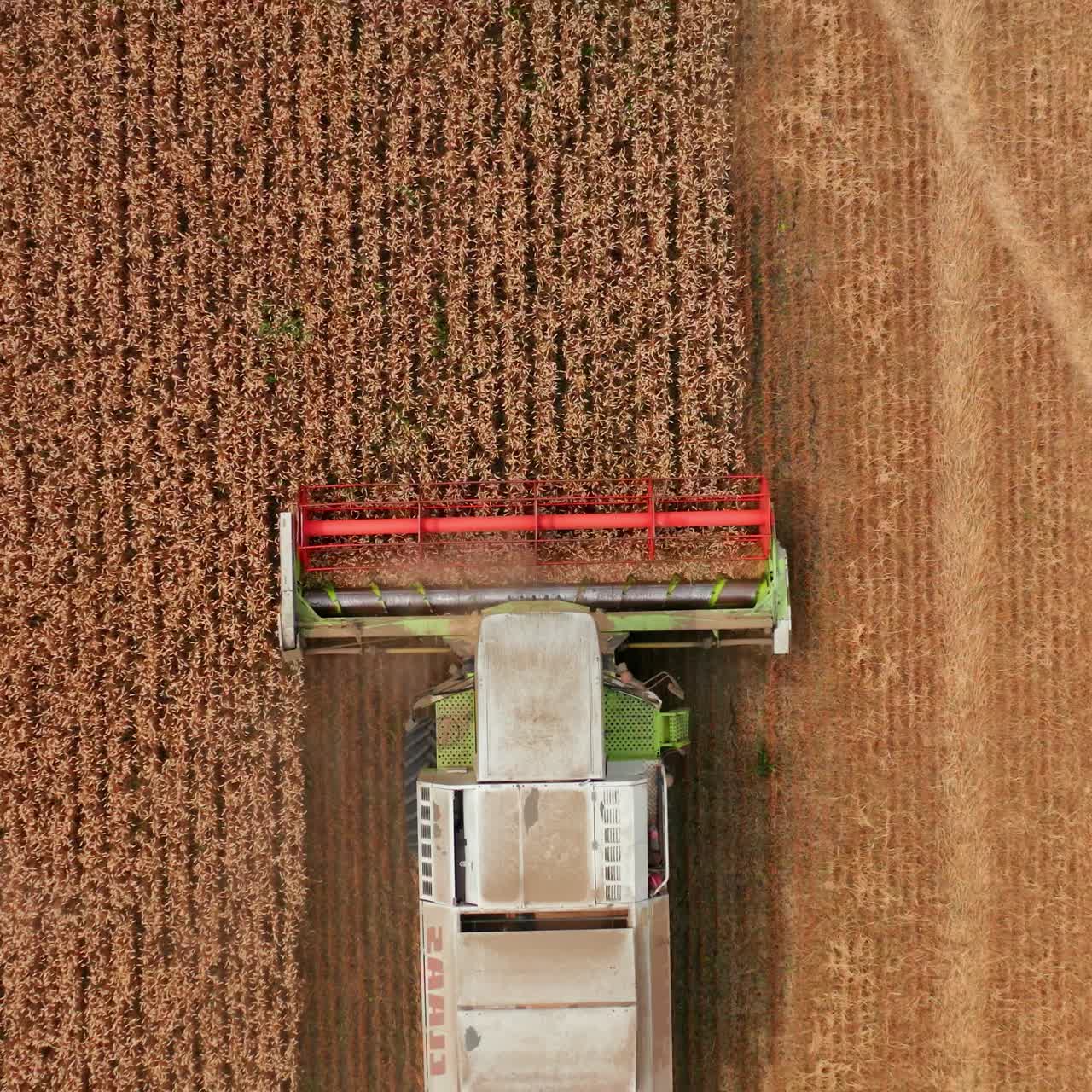 Red mowing mechanism of combine cutting the crops in the field. Bird's eye view on the machine gathering wheat harvest