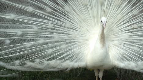 el pavo blanco pavo cristatus expande la cola