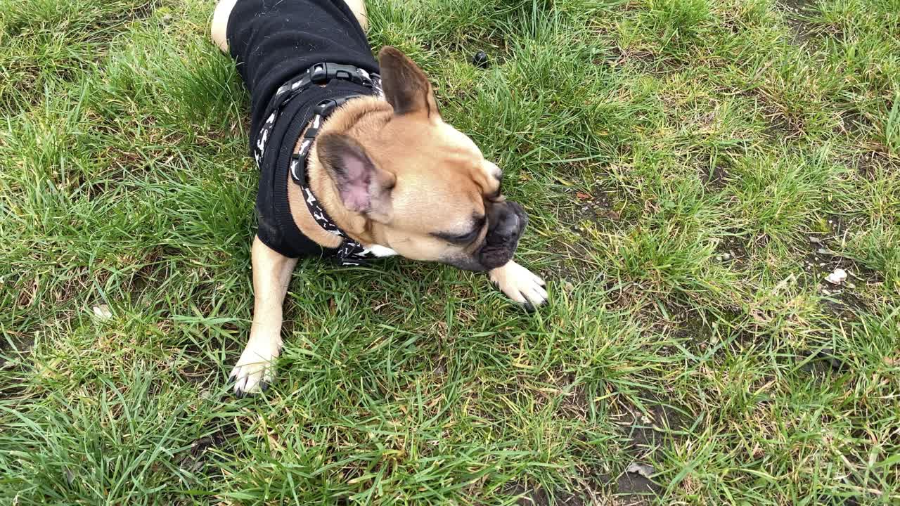 un bulldog francés cansado yace sobre la hierba y respira fuerte con la lengua fuera