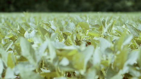 close up of a bean field with the wind blowing