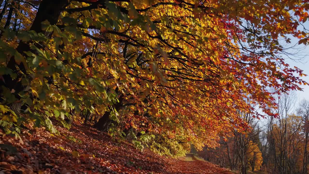 Vibrant autumn foliage captured from a low-angle, showcasing colorful leaves and a serene path