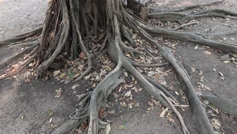 progression of tree roots expanding over ground