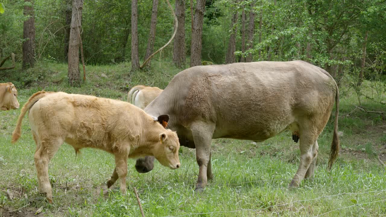 Interazione tra un giovane vitello e la mucca madre, mentre il vitello impara e la madre insegna.