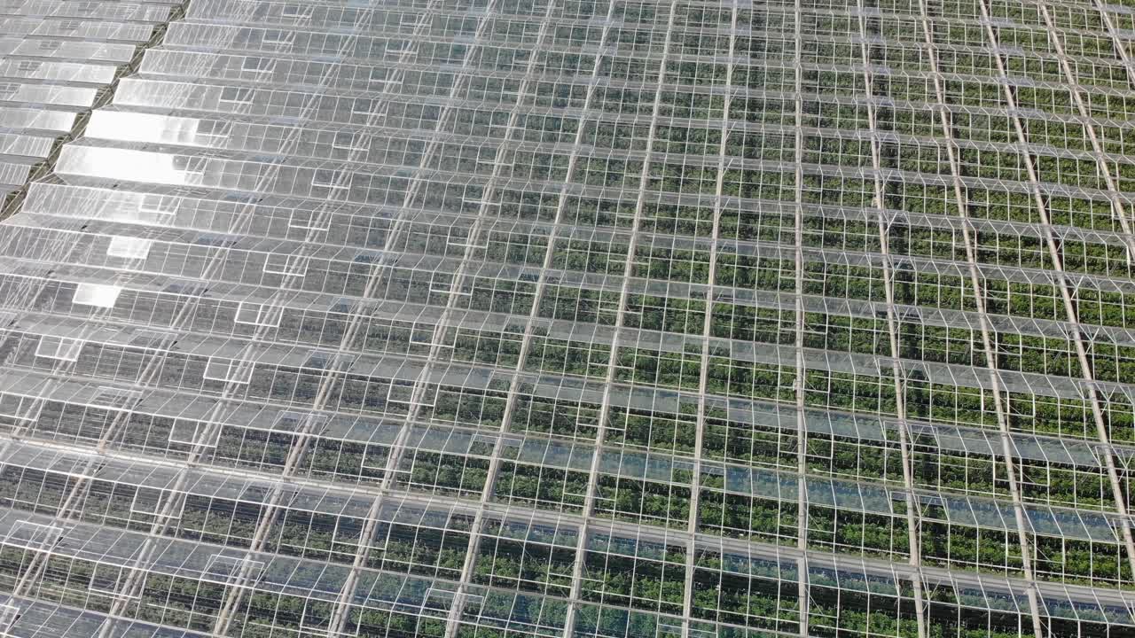 toma de elevación aérea del gran invernadero industrial con reflejo solar en vidrio