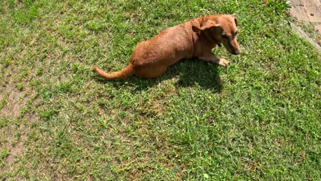 happy dachshund dog rolling on back in sunny garden grass