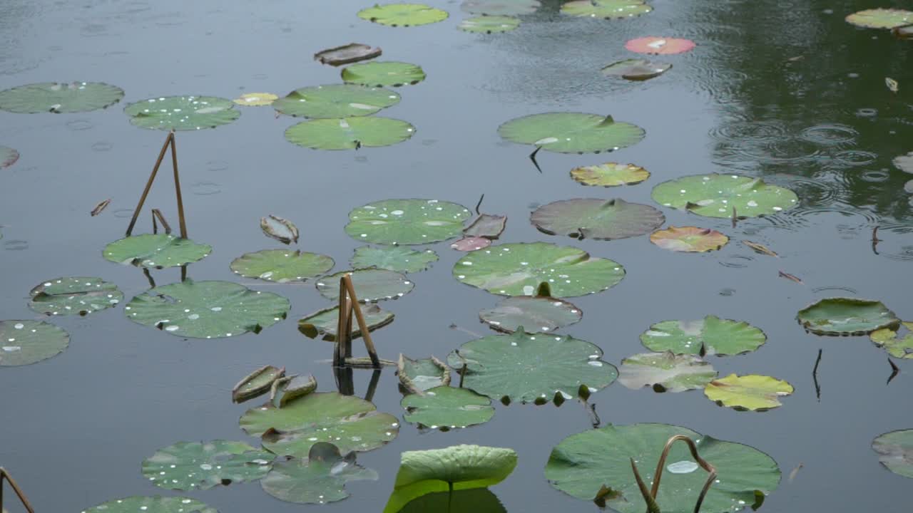 Drops Of Rain Falling On The Lake Full With Waterlilies Leaves, Splashes Of Water, Weather And Nature