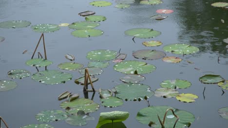 drops of rain falling on the lake full with waterlilies leaves, splashes of water, weather and nature