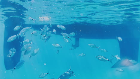 underwater view of a yacht hull with fish swimming around
