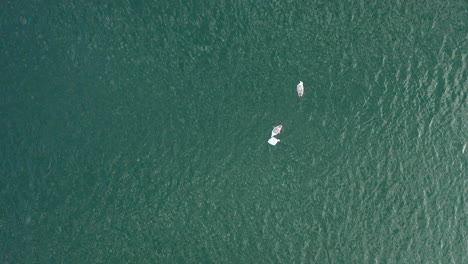 AERIAL:-Two-Seagull-Eating-Dead-Plaice-in-the-Turquoise-Colour-Water