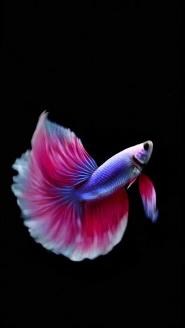 vibrant betta fish with flowing fins against black background