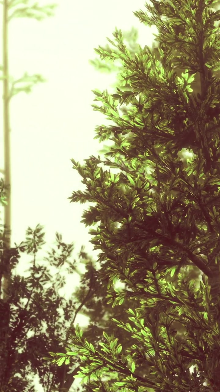 Foglie verde brillante sugli alberi sotto una luce soffusa nella foresta