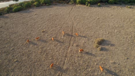 Aerial-shot-of-cows-feeding-in-a-field-near-Tarifa,-Spain