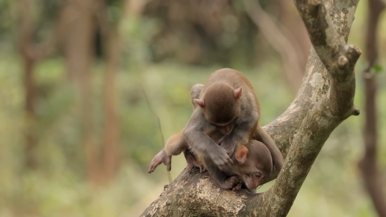los macacos constituyen un género (macaca) de monos gregarios. los macacos se encuentran en una variedad de hábitats en todo el continente asiático y son altamente adaptables.