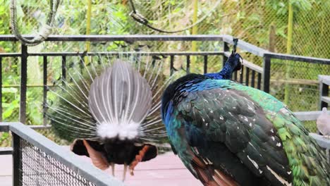 peafowl in a zoo enclosure