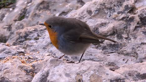 primer plano detalle disparo petirrojo europeo de pie sobre una roca comiendo semillas erithacus rubecula durante el invierno en soria, españa