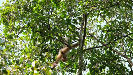 lar gibbon, hylobates lar, 4k footage