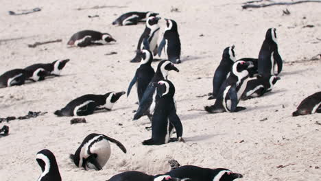 Pingüino-Caminando-En-Una-Colonia-De-Pingüinos-Africanos-En-La-Playa-De-Ciudad-Del-Cabo,-Sudáfrica,-Playa-De-Cantos-Rodados