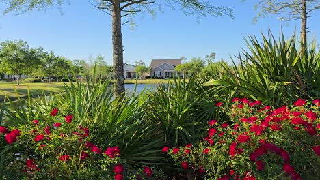 a beautiful sunny day, with a blue sky, in a park setting in a neighborhood with plants, red flowers, and trees in the foreground and surroundings. a lake and house stand in the distance.