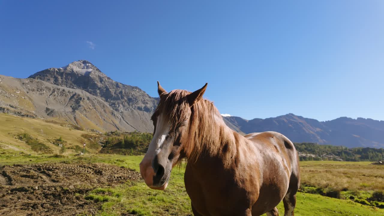 caballo marrón en prados verdes con impresionantes alpes italianos telón de fondo de montaña en un día soleado y despejado con cielos azules