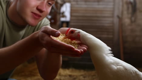 a person feeding a white chicken from their hands in a barn
