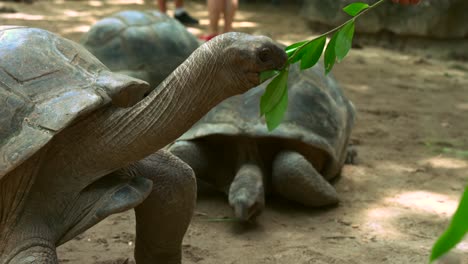 Clientes-De-Mahe-Seychelles-Tocando-Y-Alimentando-A-Las-Tortugas-Terrestres-Dentro-Del-Jardín-Botánico-En-Victoria