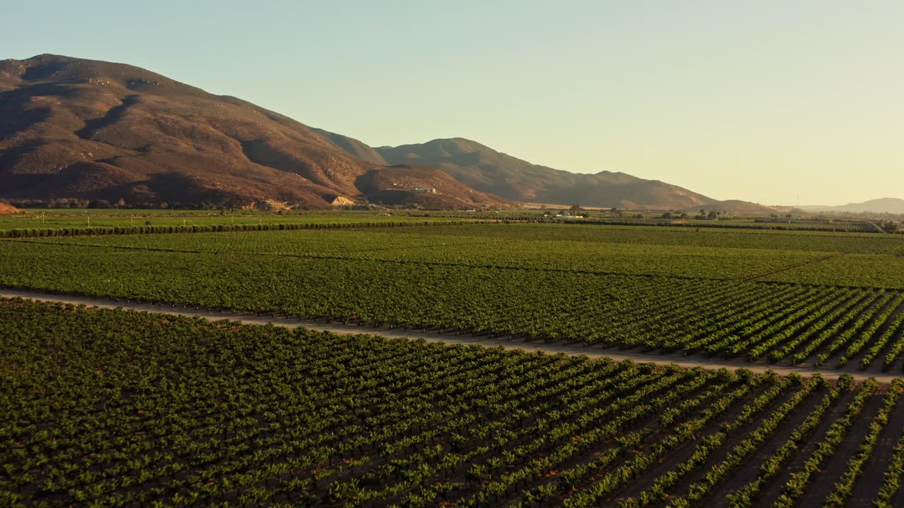 fotografía de un viñedo en el valle de guadalupe, méxico, al amanecer.