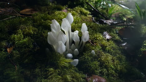 white mushrooms growing on green moss in a forest