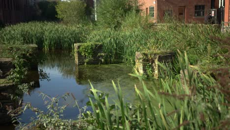 sheffield kelham wyspa rzeka i zieleń