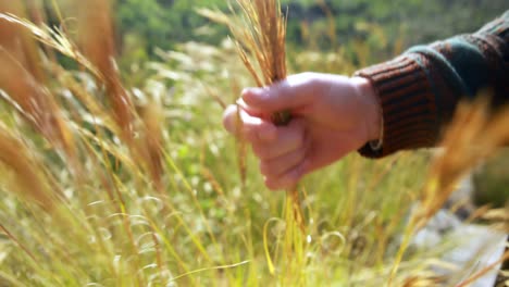 male hiker touching grass in countryside 4k