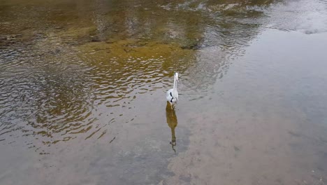 heron wading on shallow water of pond in korea