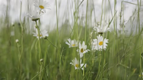 daisy chamomile flowers field close up