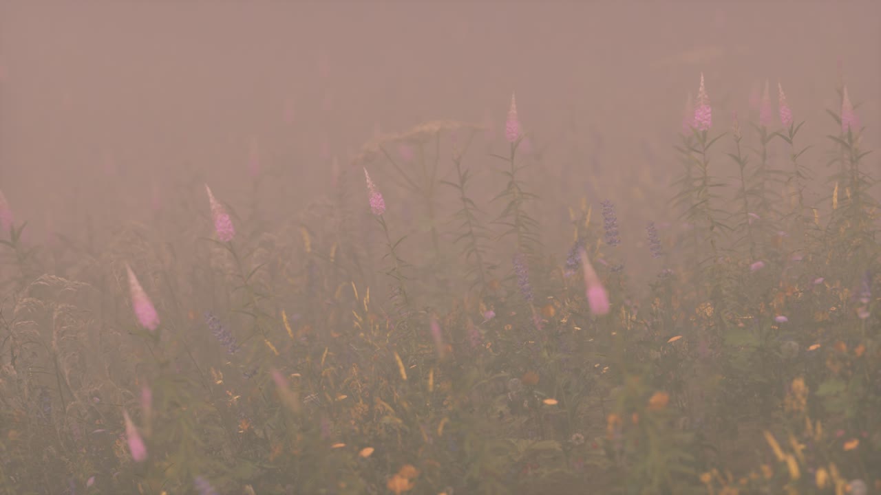 flores silvestres de campo en la niebla profunda