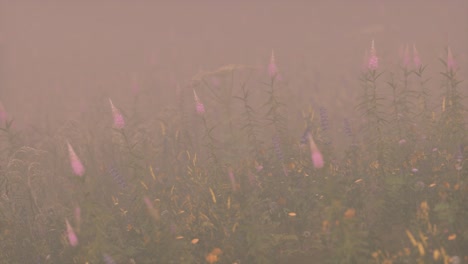 flores silvestres de campo en la niebla profunda