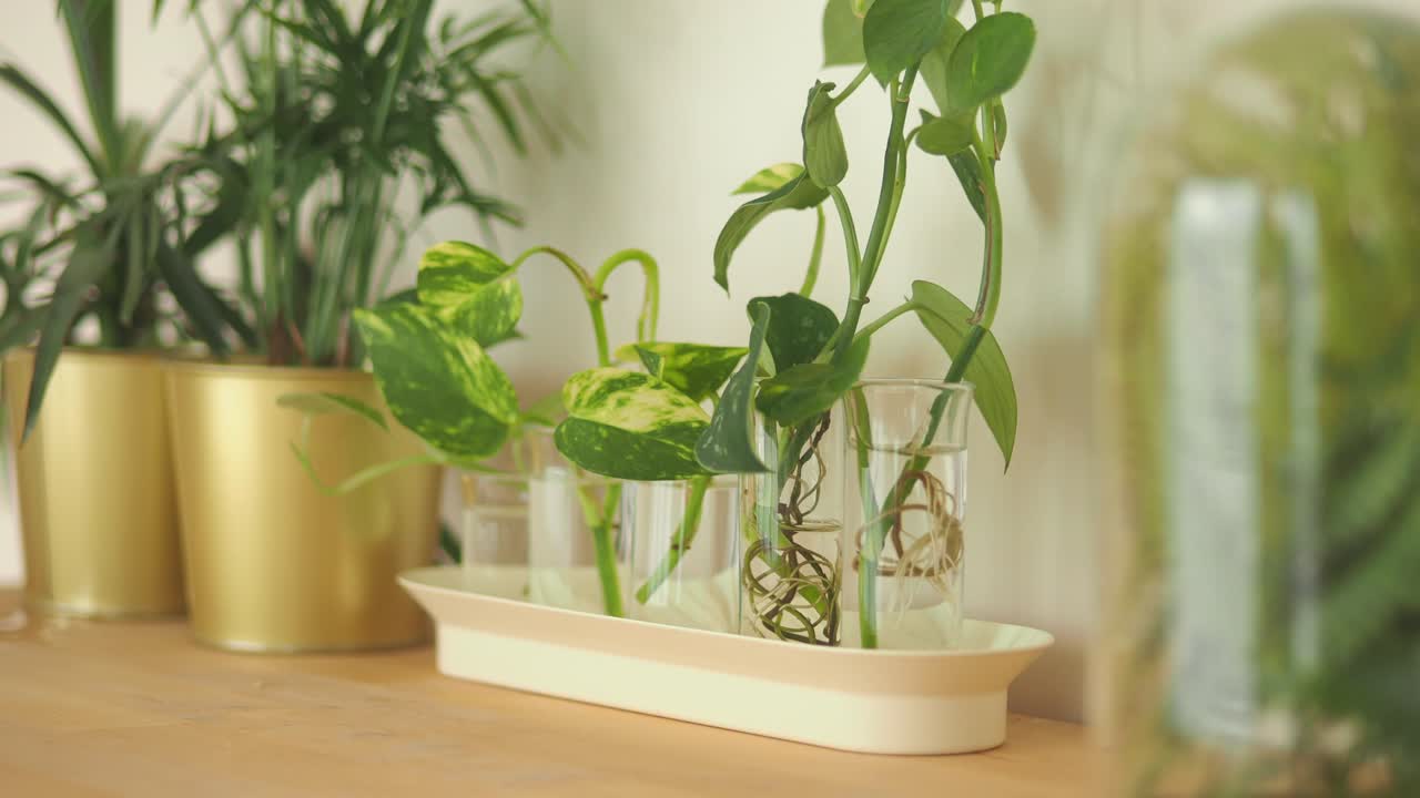 Propagating Houseplants Indoors