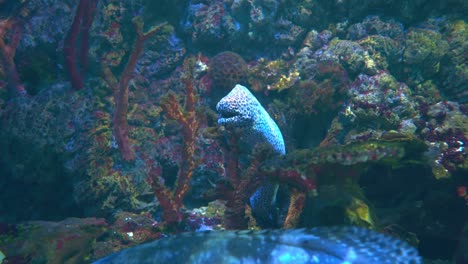 Moray-eels,-or-Muraenidae,-are-a-family-of-eels-whose-members-are-found-worldwide.