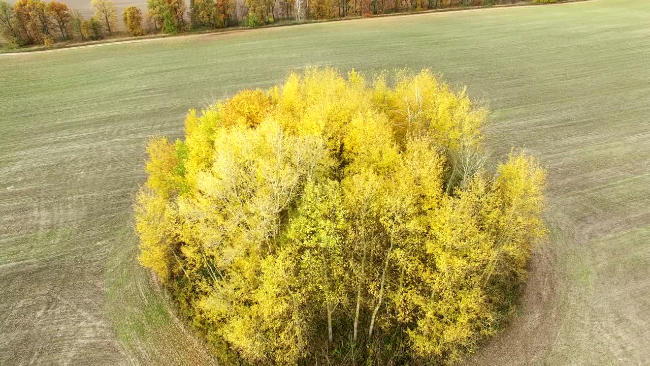 4k aéreo. árboles amarillos en el campo agrícola. baja de la cámara