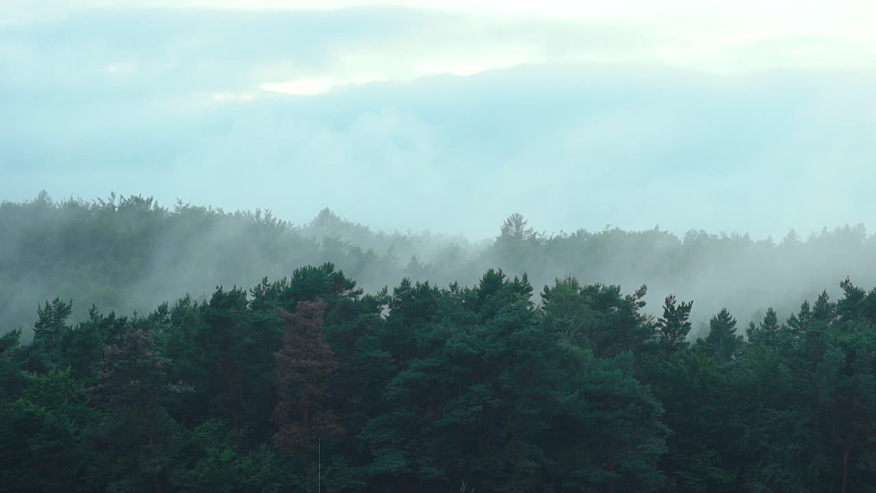 흐린 흐린 날에 푸른 숲 나무 꼭대기 위로 저녁 안개가 불고, 자연이 빨라지고, 시간 경과