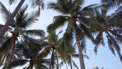 Slow-motion-view-of-coconut-palm-trees-against-sky-near-beach-on-the-tropical-island-with-sunlight-through