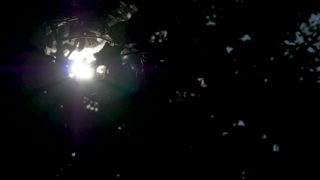 la luz del sol a través de las ramas